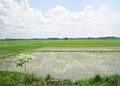 Suasana areal persawahan di San Leonardo, Nueva Ecija