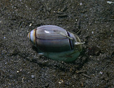 Olivella biplicata, Olivellidae