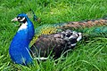 Hahn des gescheckten Schwarzflügelpfaus (Pavo cristatus mut. nigripennis & mut. pied)