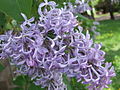 Syringa