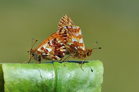 ♀ ♂ Boloria aquilonaris (Cranberry Fritillary), mating