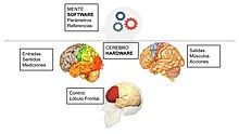 El Cerebro y la Mente forman un sistema de control, con sus 4 partes: Medición, Acción, Control y Referencia.