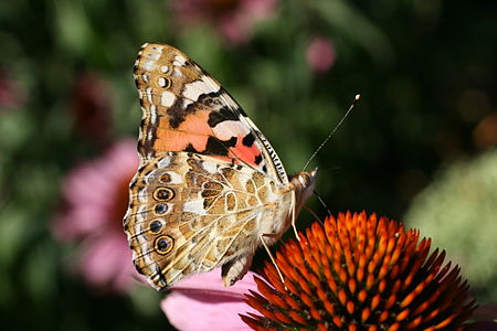 Vanessa cardui (Painted Lady)