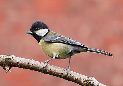 Büyük baştankara (Parus major), baştankaragiller (Paridae) familyasından bir baştankara türü. Resim Birleşik Krallık'ın Lancaster şehrinde çekilmiştir. (Üreten: Baresi Franco)