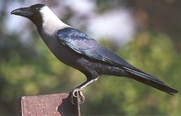 Indiai varjú (Corvus splendens)