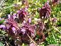 Hingivîna xemriyî (Lamium purpureum)