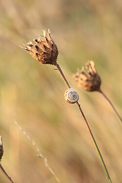 A snail on flowers.