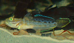 Microgobius gulosus