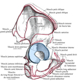 Os coxal, face latérale; insertions musculaires