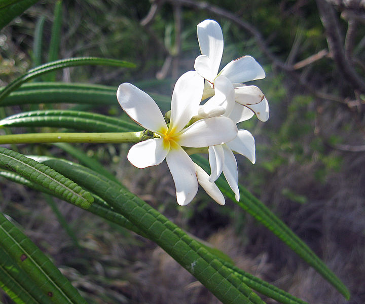 File:Plumeria alba2709449426.jpg