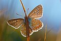 Polyommatus icarus