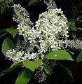 Prunus padus (Bird Cherry)