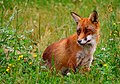 Vulpes vulpes, Rabosa