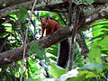 Bunthörnchen (Sciurus variegatoides)