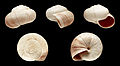 * Nomination A shell of the white form of the land snail Theba chudeaui --Llez 06:51, 17 March 2013 (UTC) * Promotion Good quality, as always. --Alchemist-hp 17:42, 17 March 2013 (UTC)