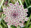 Daucus carota