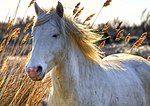 Un cheval de Camargue