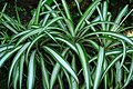 Chlorophytum comosum