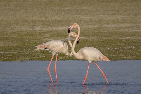 Greater flamingos (Phoenicopterus roseus) Bahrain