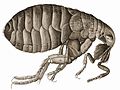 Greyscale picture of Robert Hooke's drawing of a flea in his Micrographia.