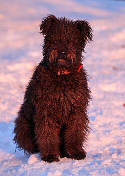 Un pumi de quatre ans à la robe noire.