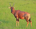 Image 9 Topi Photograph: Charles J. Sharp Female topi (Damaliscus lunatus jimela) in the Queen Elizabeth National Park in Uganda. A subspecies of the common tsessebe antelope, the topi is native to several countries in eastern Africa and lives primarily in grassland habitats, ranging from treeless plains to savannas. It is a tall species, with individuals ranging in height from 100 to 130 cm (39 to 51 in) at the shoulder. Predators of topi include lions and spotted hyenas, with jackals being predators of newborns. More selected pictures