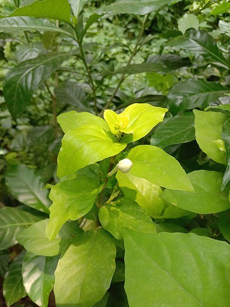 File:An unidentified jasmine plant and bud.jpg