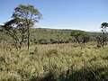 A typical bushveld ecological community