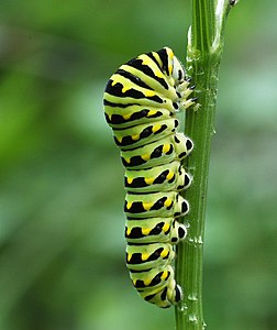 Papilio polyxenes (Eastern Black Swallowtail), caterpillar