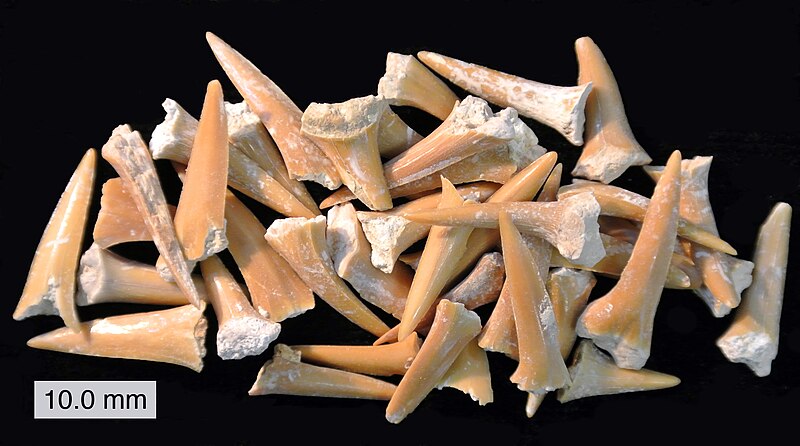 File:CretaceousSharkTeeth061812.JPG