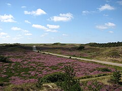 Sipine na Texelu