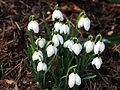 * Nomination Galanthus nivalis (Snowdrop) in full bloom late February.--Famberhorst 17:19, 27 February 2013 (UTC) * Decline  Oppose Poor DoF, overblown white. --A.Savin 18:43, 27 February 2013 (UTC)