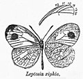 From Bingham, C. T. (1907) Fauna of British India Butterflies. Vol 2