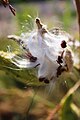 Pappus of Asclepias syriaca