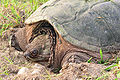 Common Snapping Turtle