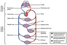 2101 Blood Flow Through the Heart.jpg