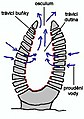 Diagram of a sponge