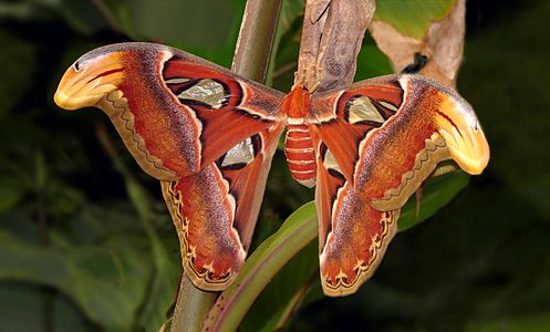 Attacus atlas (Atlas Moth)