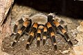 Rotknie-Vogelspinne (Brachypelma smithi)