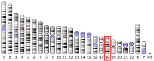 Chromosome 18 (human)