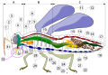 Image 5 Insect morphology Legend of body parts Tagmata: A – Head, B – Thorax, C – Abdomen. antenna ocelli (lower) ocelli (upper) compound eye brain (cerebral ganglia) prothorax dorsal blood vessel tracheal tubes (trunk with spiracle) mesothorax metathorax forewing hindwing mid-gut (stomach) dorsal tube (heart) ovary hind-gut (intestine, rectum & anus) anus oviduct nerve cord (abdominal ganglia) Malpighian tubes tarsal pads claws tarsus tibia femur trochanter fore-gut (crop, gizzard) thoracic ganglion coxa salivary gland subesophageal ganglion mouthparts (from Insect morphology)