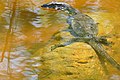 Asian water monitor