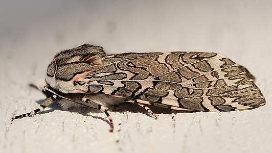 Arachnis picta (Painted Tiger Moth)