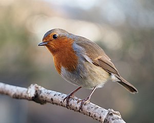 European robin in Lancashire, UK.