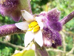 Flor de la planta.