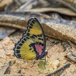 Janetta forester (Euphaedra janetta) underside Ankasa