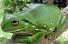 White's tree frog