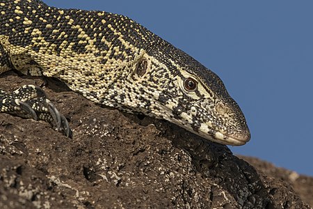 Varanus niloticus (Nile monitor lizard)