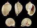 * Nomination Shell of a Grey Bonnet, Phalium glaucum --Llez 07:06, 9 March 2013 (UTC) * Promotion Good quality. --Ercé 10:13, 9 March 2013 (UTC)