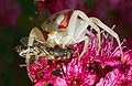 * Nomination: Female Flower Crab Spider with hoverfly by User:Lviatour. --Quartl 11:06, 3 August 2011 (UTC) * * Review needed